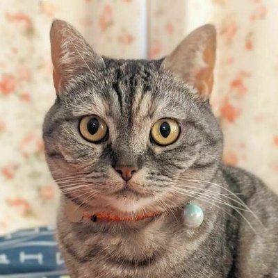 ねこさん⚡(ΦωΦ)