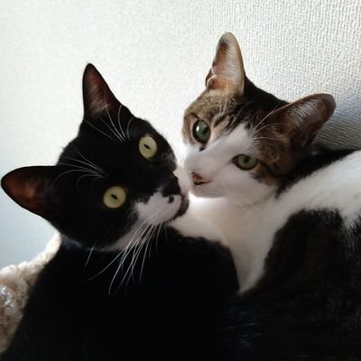 すばるとリゲル