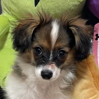 マロン GRスープラSZ-R