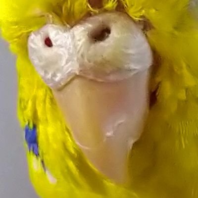 テレビ実況やかまし星人