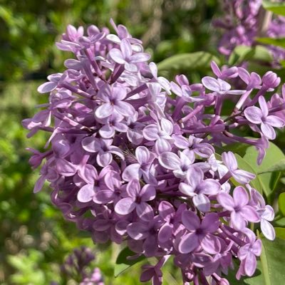 Derya Kaya Aygün 🇹🇷🇵🇸