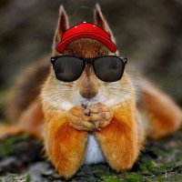 Vladi Kursk, Rosegador de Misèries