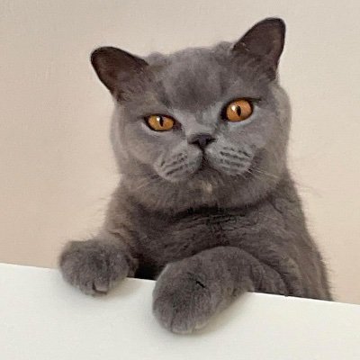 🇮🇱Yuval Taub🇮🇱