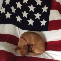 🇺🇸Trump’s Back🇺🇸