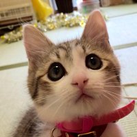 たじゃ･じゃき(次は4.11ほびっと･4.19和歌山･4.25京都展示会) #星団平民組合