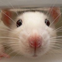 ratboi and 8,412 others