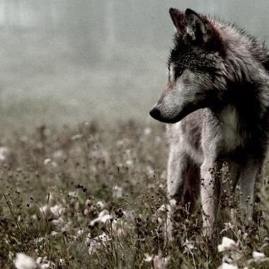 🐾Annαℓiઽℯ.