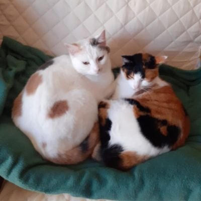 MangelaVilo 🇪🇺🇺🇦🇵🇸♀️