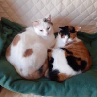 MangelaVilo 🇪🇺🇺🇦🇵🇸♀️