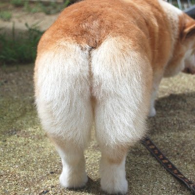 桃尻こぎこ♌️🌿6【着火済SSRB】