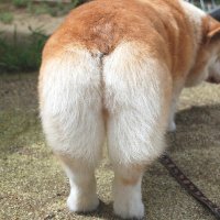 桃尻こぎこ♌️🌿6【着火済SSRB】