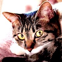 うめの【改憲・戦争大反対】🐾