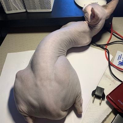 Your Meowness 🐱🦁🐯