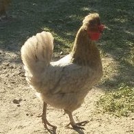 E-Bernatus LeHorsain