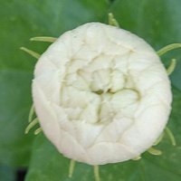 チコノリ🎲 🐋🌺