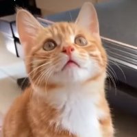 SY@2017年自己破産経験者