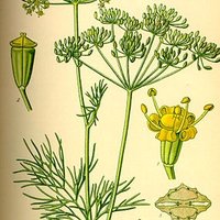 自然療法のススメ