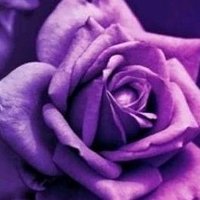 Rosie☮❤🧡💛💚💙💜