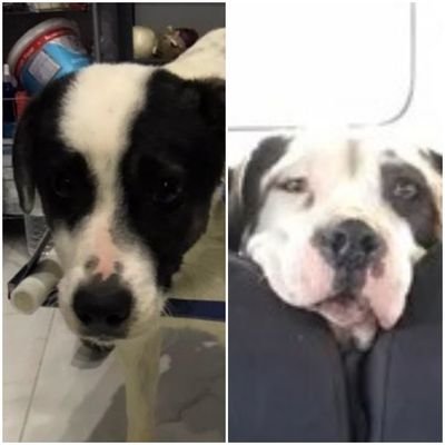 Lj🏴󠁧󠁢󠁷󠁬󠁳󠁿 ❤️🐕