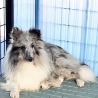 🇯🇵🍵🗻🍍ななし@若月推し ◢͟￨⁴⁶★ JQ2KPP /フジNZ46