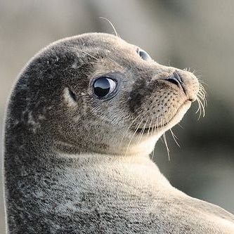 La Monaca sbronza 🐻😾🦥🦤🐾