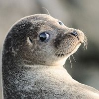 La Monaca sbronza 🐻😾🦥🦤🐾