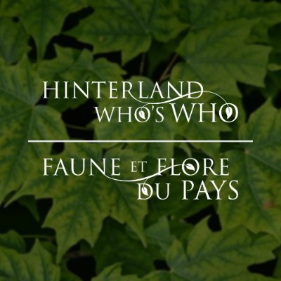 Hinterland Who's Who | Faune et flore du pays