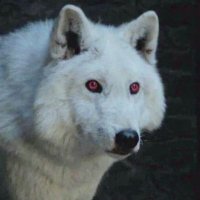 Metalupo 🐺 Ghost PepMaster