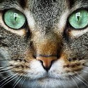 Pussinboots 💚🤍💜