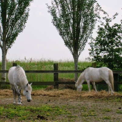 Stile ABO: Alimentazione come cura