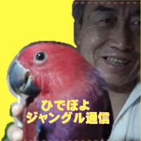 ひでぽよ野獣猫熱帯ジャングル通信