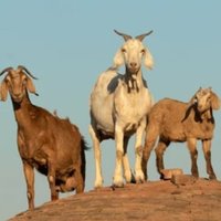 Big3GOATdebate