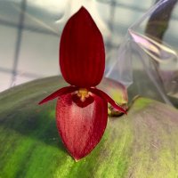 西山タイタン(仮)