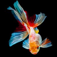 Colorful_Jin 写真とアートとスターウォーズが好き