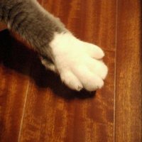 ハッキングされてるにゃんこ