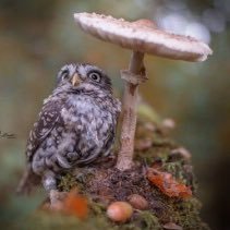 美ら海・じんべえ