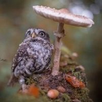 美ら海・じんべえ