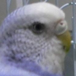 くにやん（國曳栄生／くにびき さかえ)