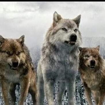 Göktürk Gızıltuğ