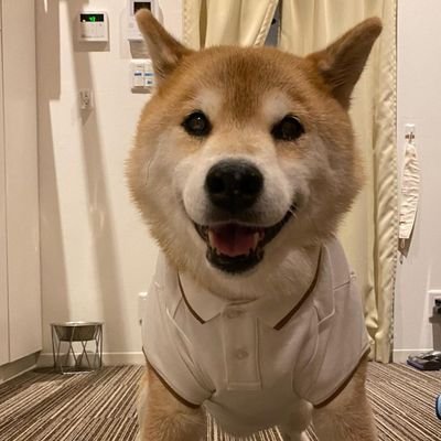 柴犬 まる