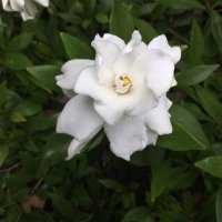 Helena VanPatterson Patton