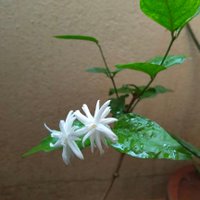 Lily (Modi ka Parivaar)