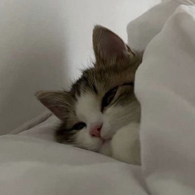 Tea'N زن، زندگی، آزادی