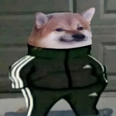 Zoomi Raccooni 🏹📯