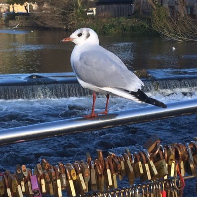 Angela Williams 🌈💙🥾⛅️🦉🕸🌳🏳️‍🌈🇺🇦