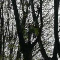 In-trepa-dependencia