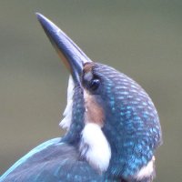 稲苗詩絵（イナエシエ）🎤🎹