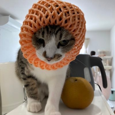 保護猫と暮らす猫好きパパ