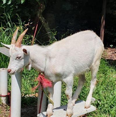 the Goat with no name