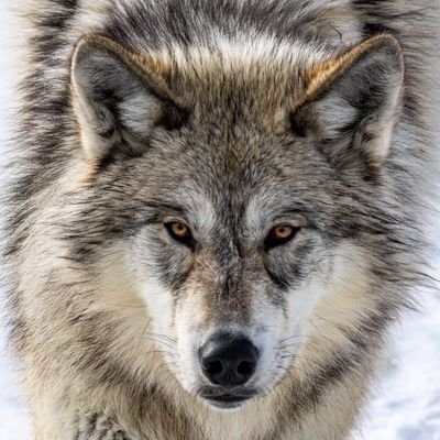 Janez Kotar 🇸🇮